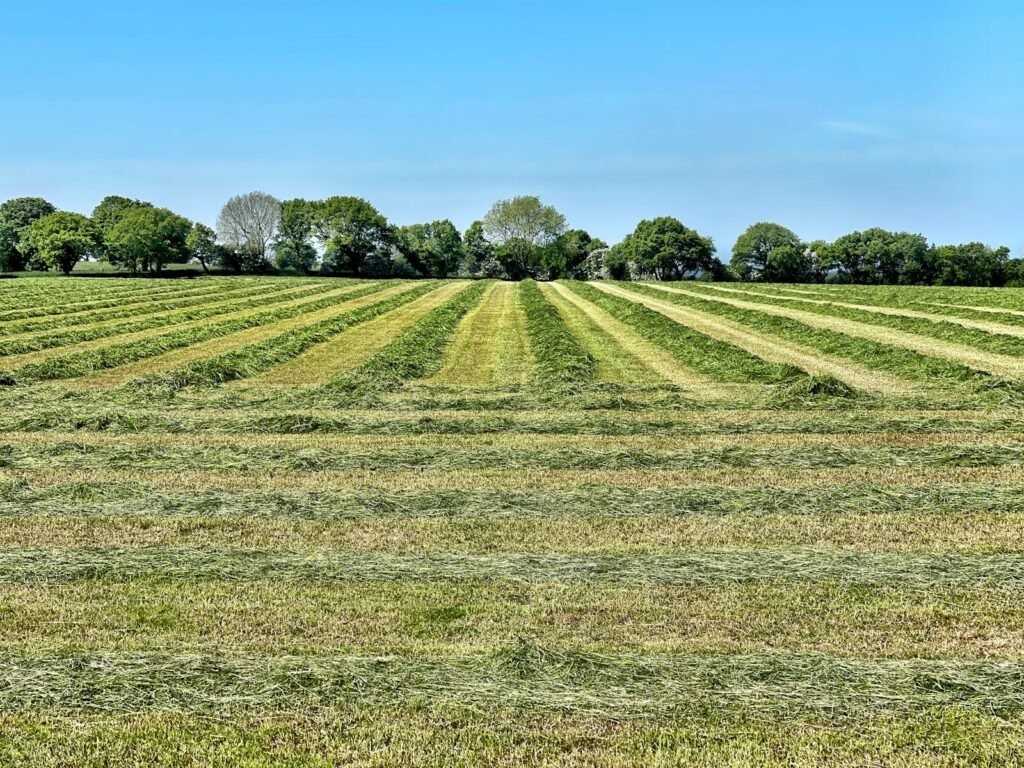 Land Mutation or Namjari Process in Bangladesh 2025 - Stop These Legal Blunders