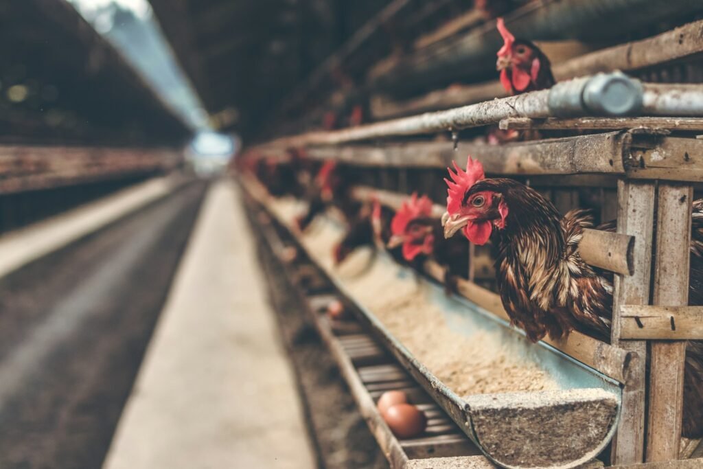Agriculture and Poultry Sector Law Firm in Bangladesh